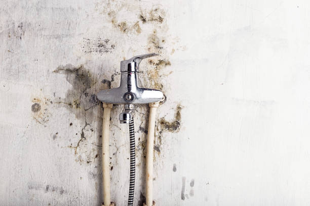 Reliable Gate City, VA Mold Removal Solutions