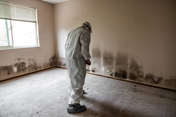 Best Water Damage Restoration  in Gate City, VA